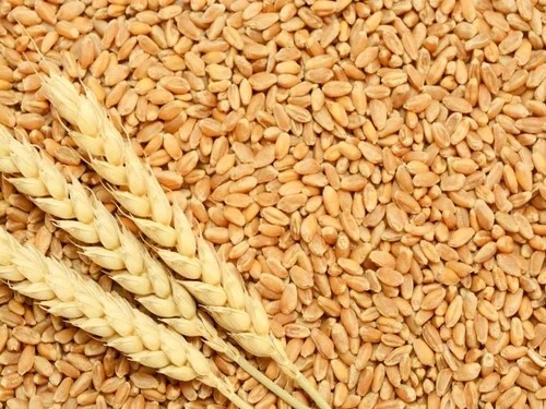 Wheat-2