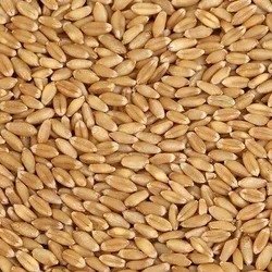 Wheat-3