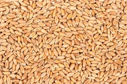 Wheat-4