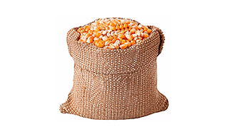 Corn/Maize