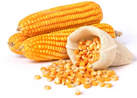 Corn/Maize-1