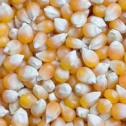 Corn/Maize-2