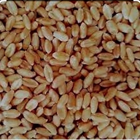 B GRADE MILLING WHEAT