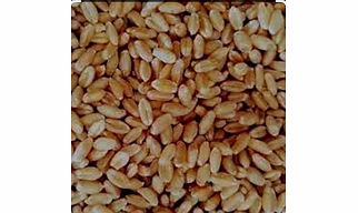 B GRADE MILLING WHEAT