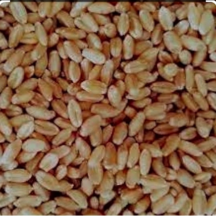 B GRADE MILLING WHEAT-12638520