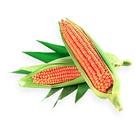 MAIZE