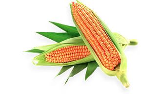 MAIZE
