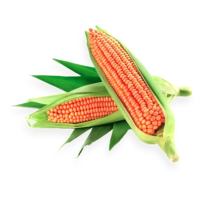 MAIZE