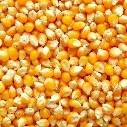 MAIZE-1