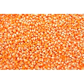 MAIZE
