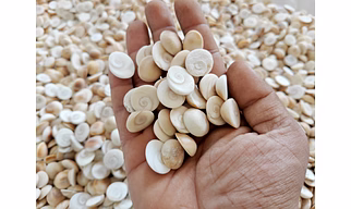 Gomati chakra