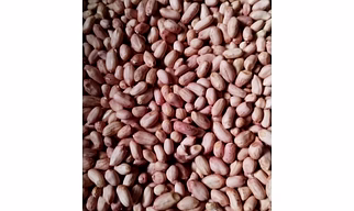 Peanut
