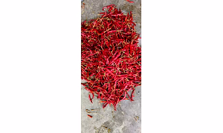 Dried Red Chillies