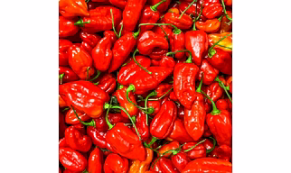 NAGA CHILLI
