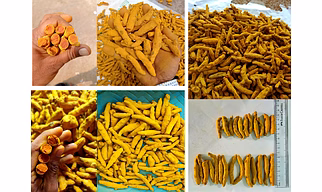 Premium Nizamabad & Other Turmeric Fingers - High Curcumin Content