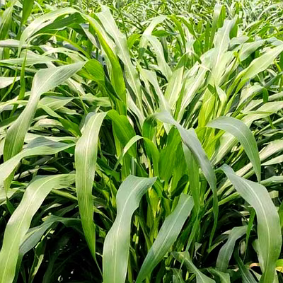 fodder-12641557