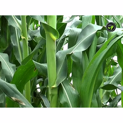 fodder-1