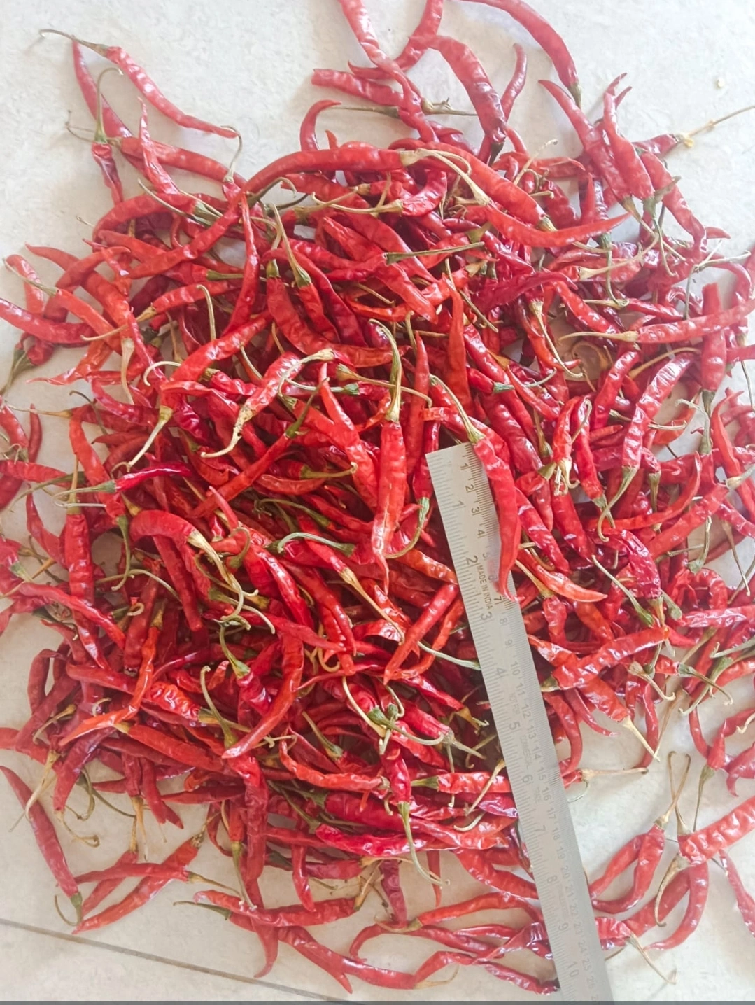 RED CHILLI, (Teja &amp; Sanam variety)-12641577