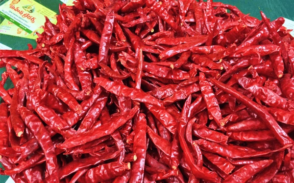 RED CHILLI, (Teja &amp; Sanam variety)-3