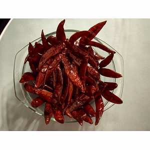 RED CHILLI, (Teja & Sanam variety)