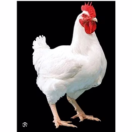 broiler chicken