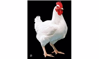 Broiler Chicken