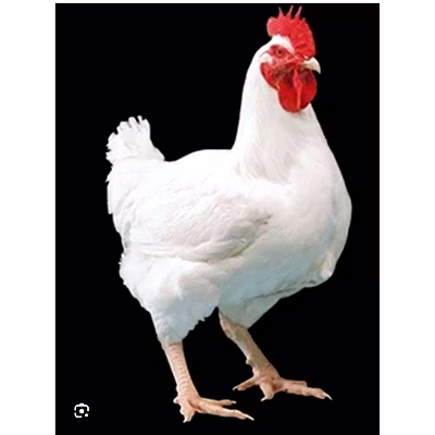 broiler chicken