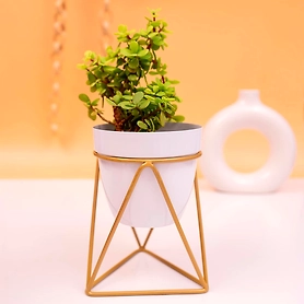 Iron V Shape Flower Pot Pack of 2