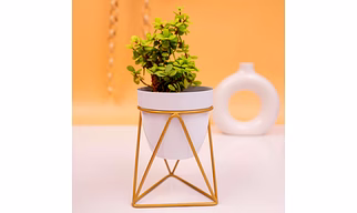 Iron V Shape Flower Pot Pack of 2