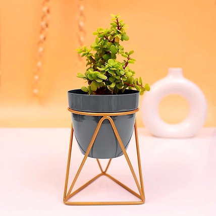 Iron V Shape Flower Pot Pack of 2-1