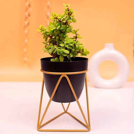 Iron V Shape Flower Pot Pack of 2-2