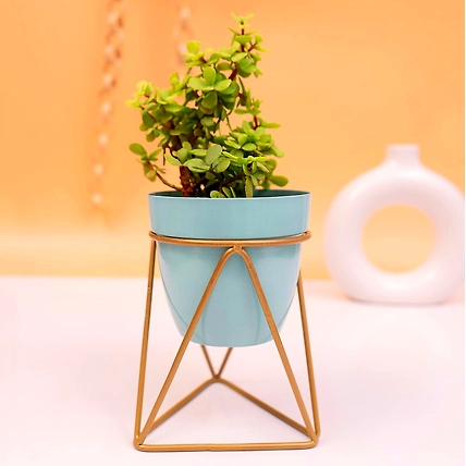Iron V Shape Flower Pot Pack of 2-3