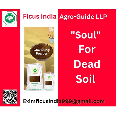 Cowdung powder-2