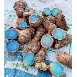black turmeric