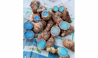 Black turmeric