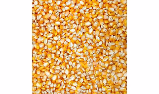 Yellow Corn (Dry)