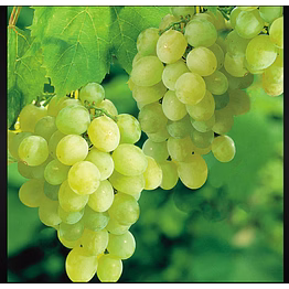 grapes