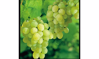 Grapes