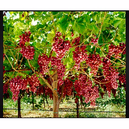 crimson grapes