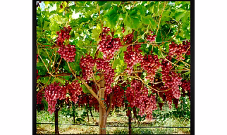 Crimson Grapes