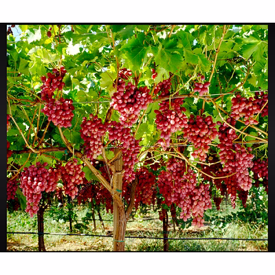 crimson grapes