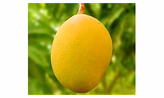 Alphonso (Hapus) Mango