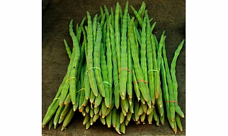 Drumstick (Moringa)