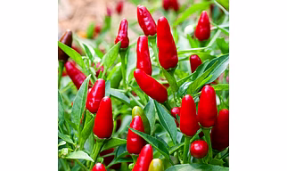 Green Chilli Peppers