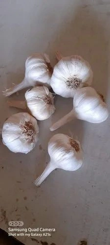 Garlic-3