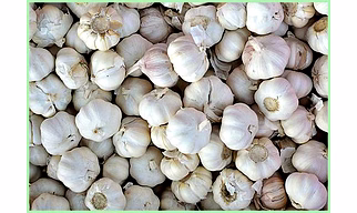 fresh garlic