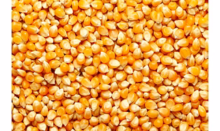 Maize