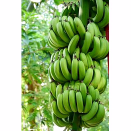 prathmay agro banana
