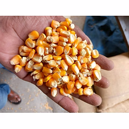 maize