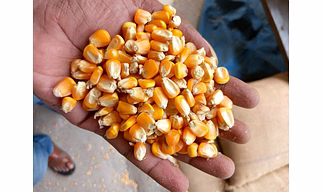 Maize